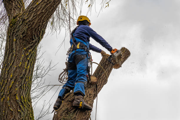 Best Hazardous Tree Removal  in Enumclaw, WA