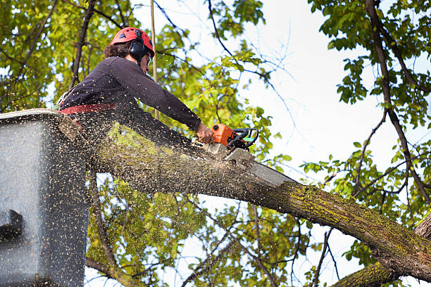 Best Palm Tree Trimming  in Enumclaw, WA